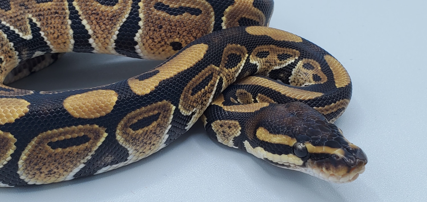 Normal Het VPI Axanthic Ball Python by Frosty Pythons - MorphMarket