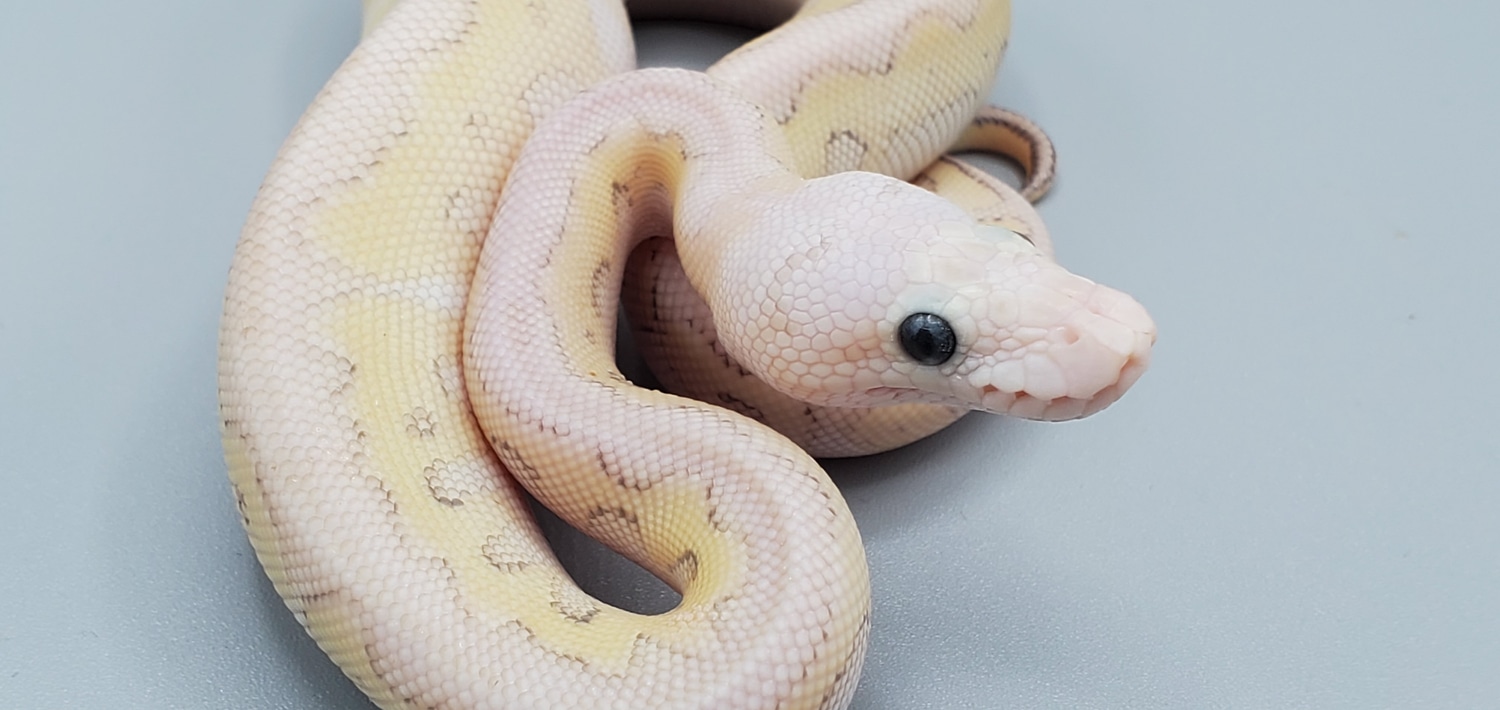 Killer Lesser Clown Ball Python by Frosty Pythons - MorphMarket