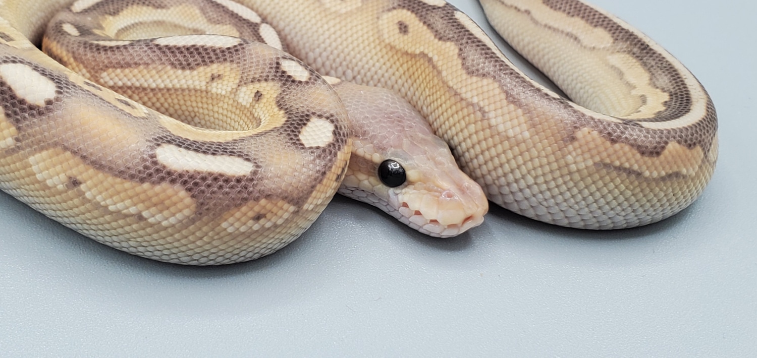 Coral Glow Cinnamon Lesser Ball Python by Frosty Pythons - MorphMarket