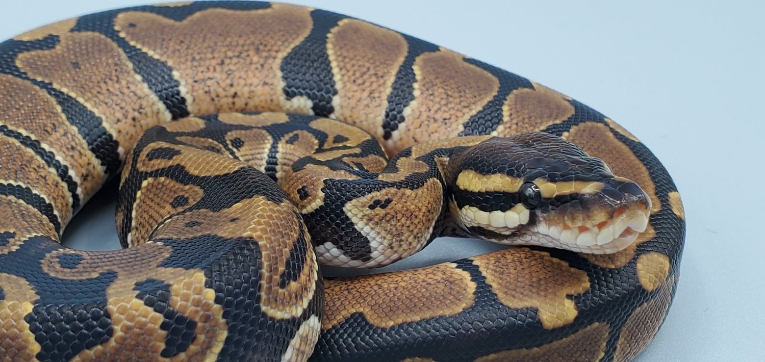 Normal Pos Het Piebald Ball Python by Frosty Pythons - MorphMarket