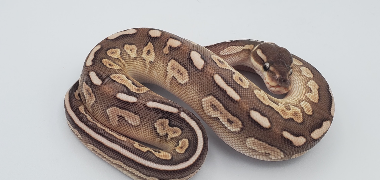 Cinnamon Lesser Pos Calico Or Yellowbelly Ball Python by Frosty Pythons ...