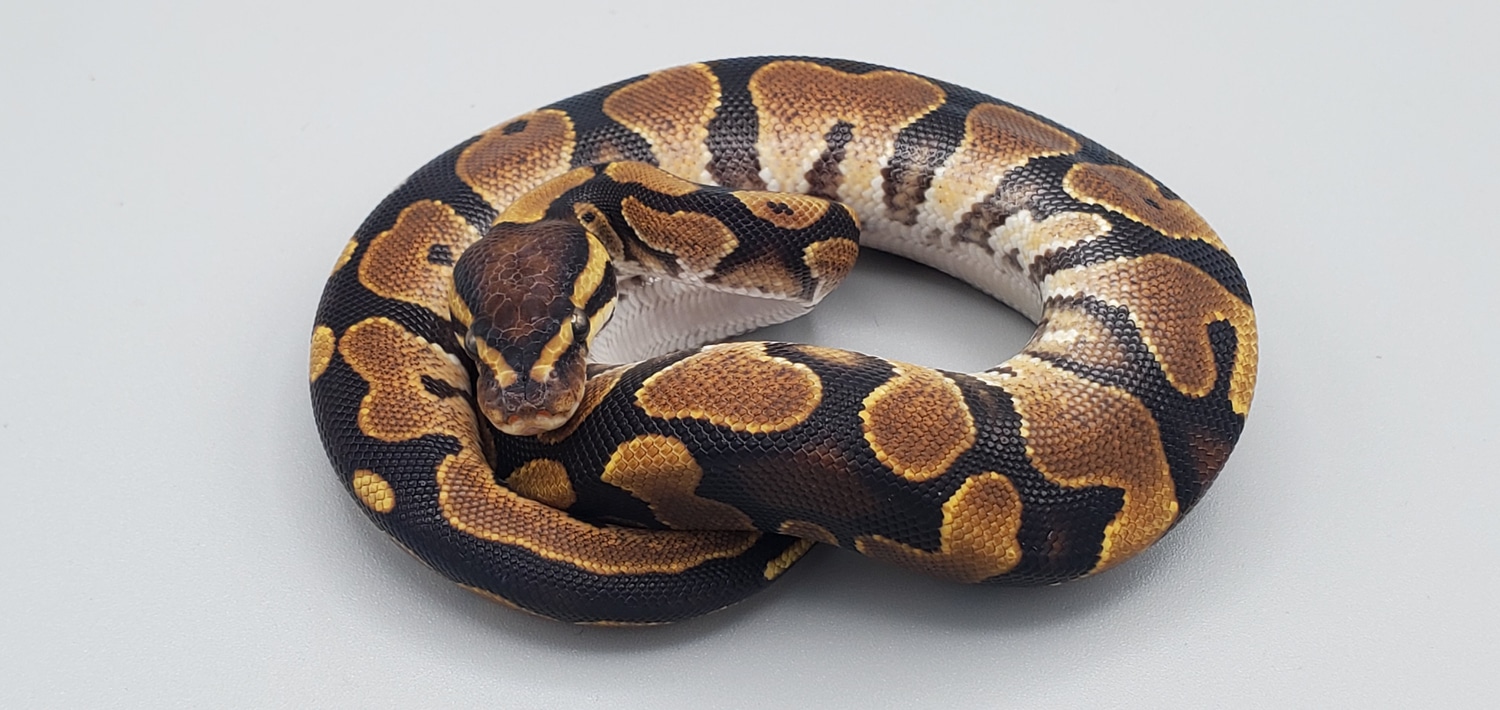 Calico Low Expression Ball Python by Frosty Pythons MorphMarket