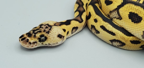 Genex Ball Python GeneX Pastel Clown Het Pied Ball Python by Frosty Pythons