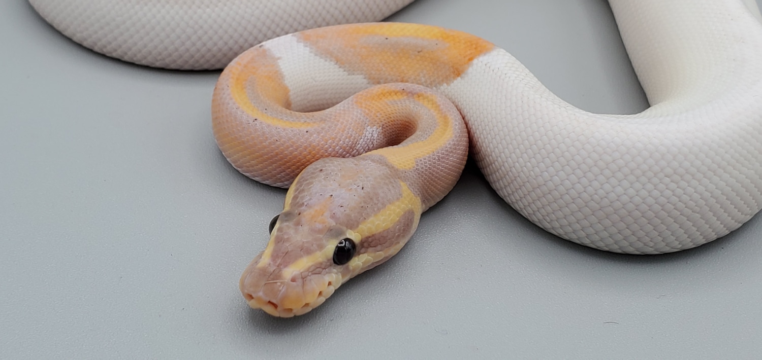 Pastel Banana Piebald Ball Python by Frosty Pythons - MorphMarket