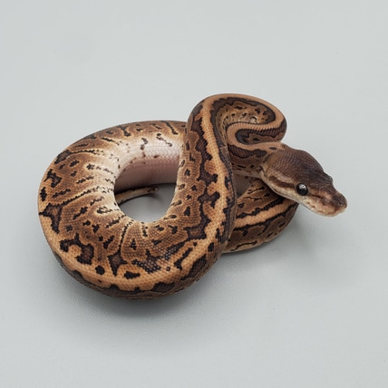 Cinnamon Pinstripe Ball Python by Frosty Pythons - MorphMarket
