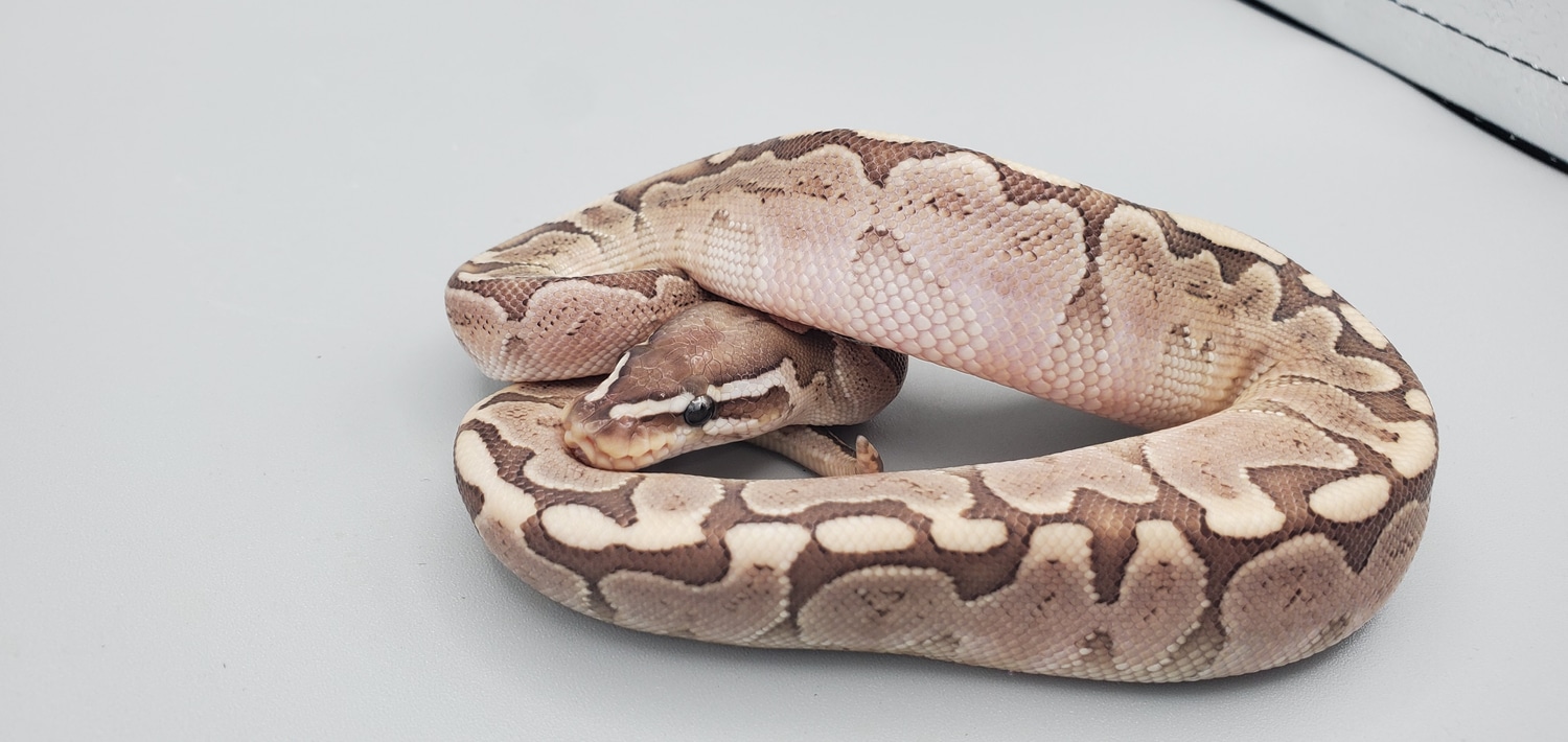 Bamboo Ball Python by Frosty Pythons - MorphMarket