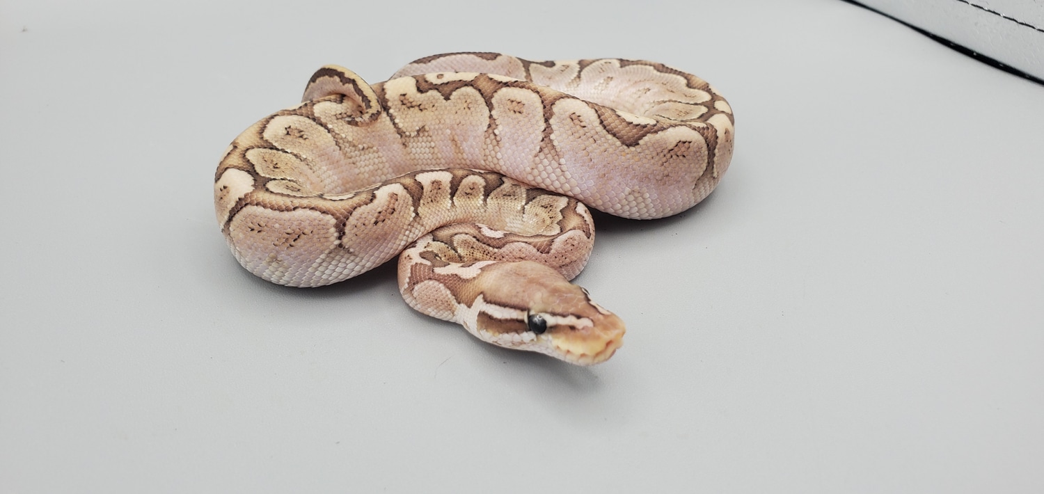 Pastel Bamboo Ball Python by Frosty Pythons - MorphMarket
