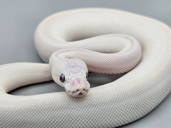 Blue Eye Leucistic: Super Lesser Ball Python by Frosty Pythons