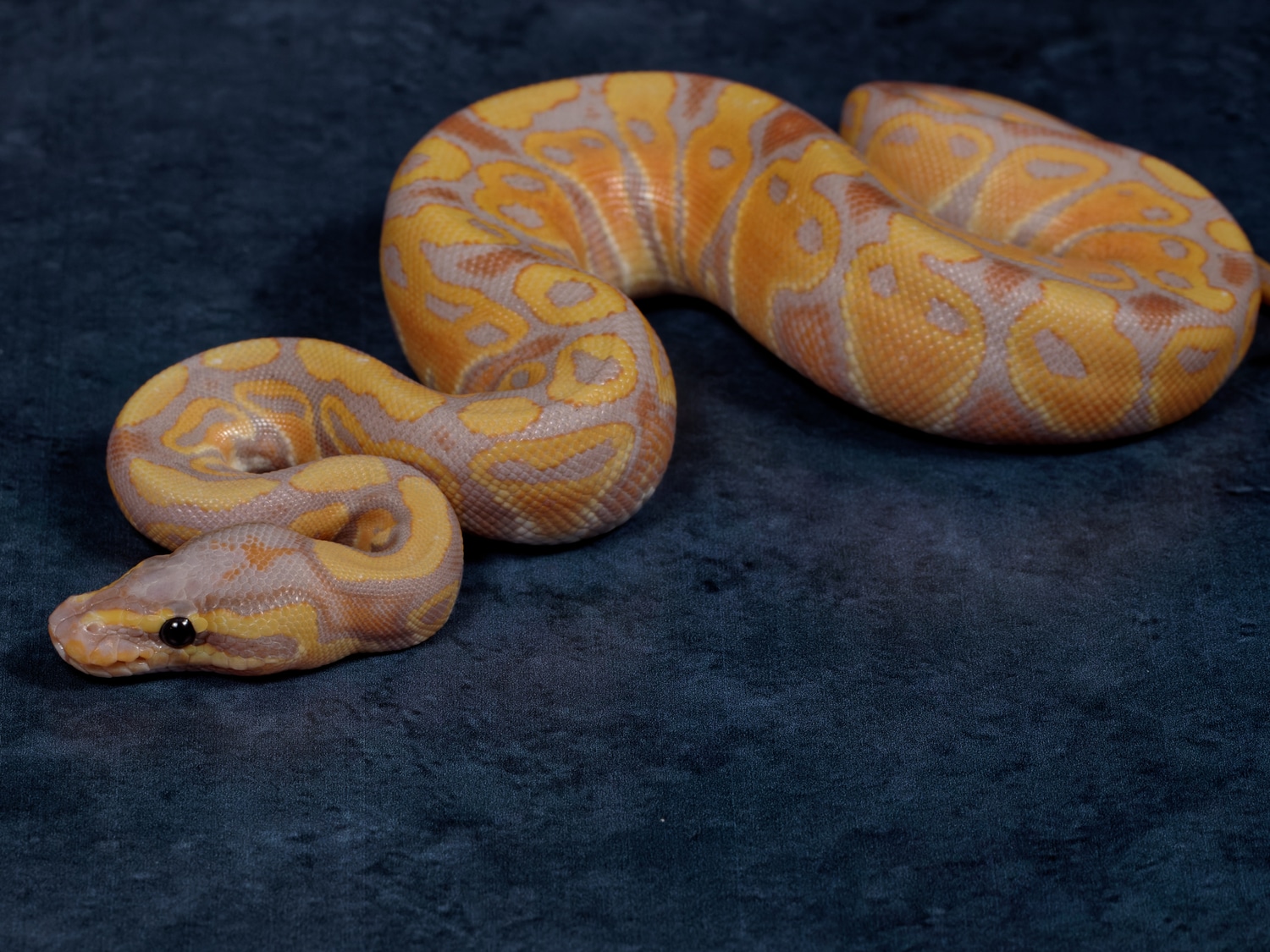 Coral Glow Het Clown Ball Python by Great Balls of Fryer - MorphMarket