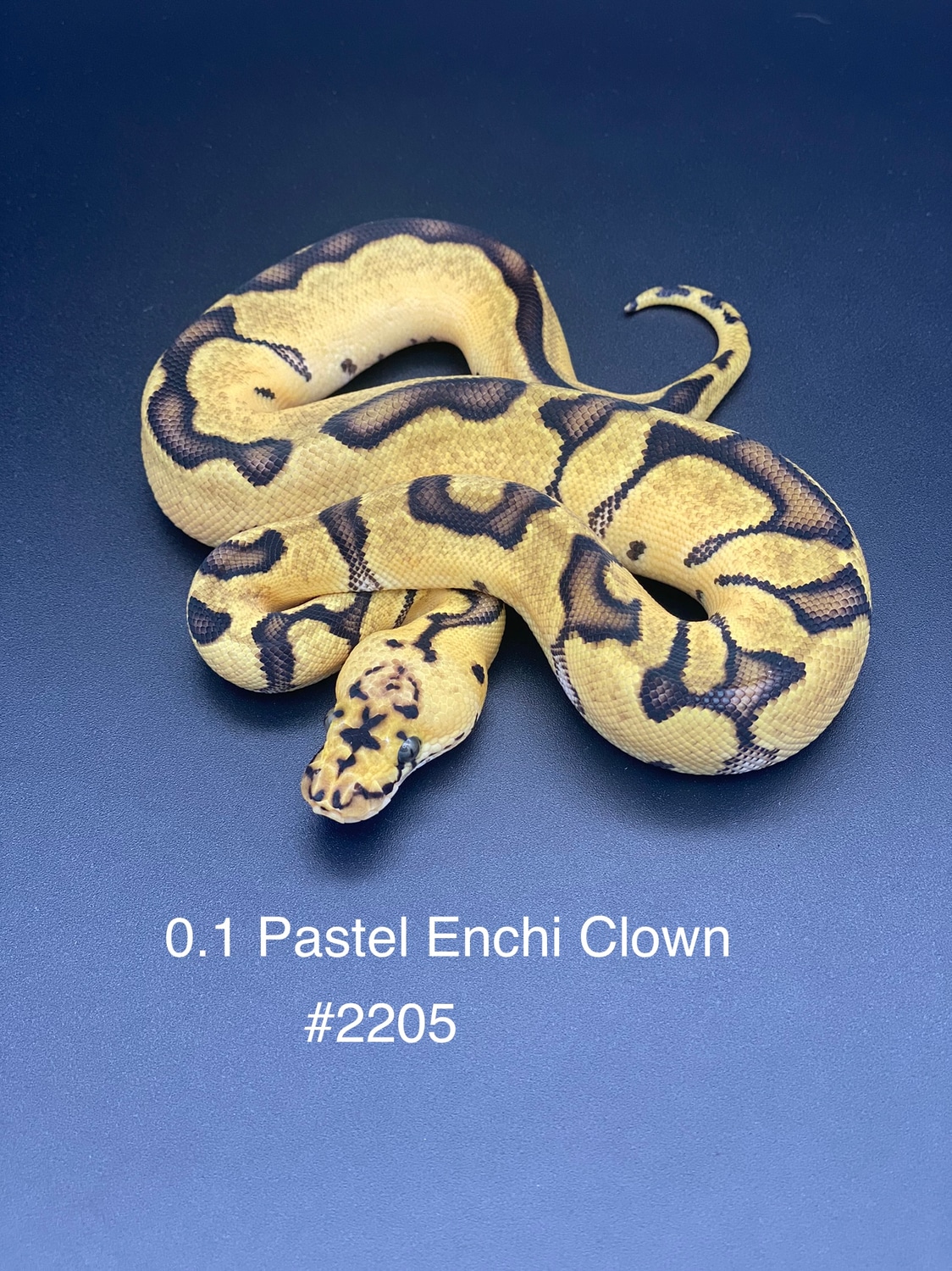 Pastel Enchi Clown Ball Python by Get Morphed BP MorphMarket