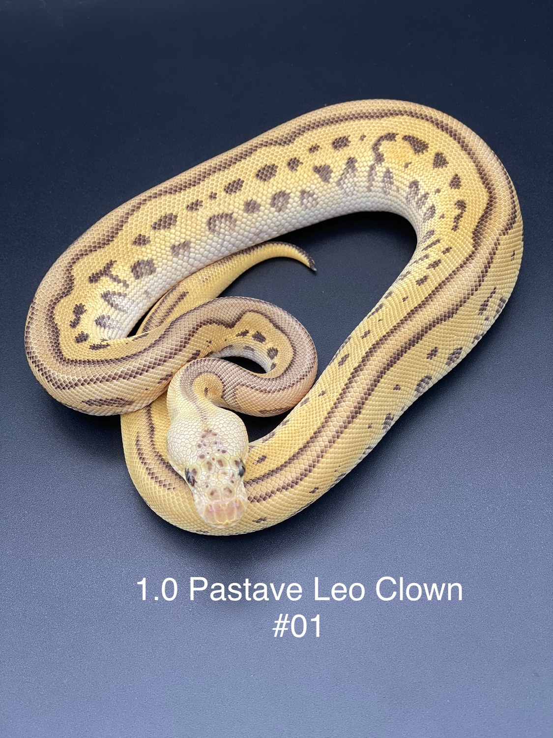 Pastave Leopard Clown Ball Python by Get Morphed BP MorphMarket