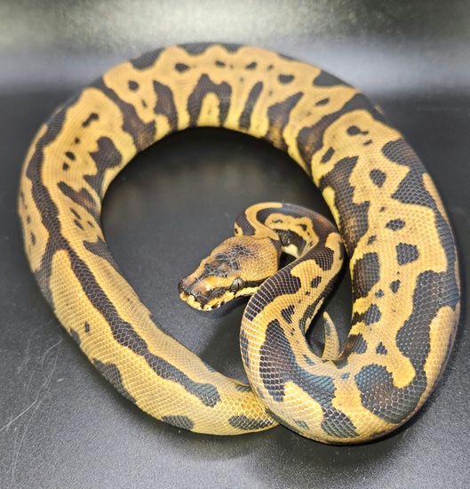 Acid Leopard Spot? Het Clown 50% Het Lav Ball Python by Get Morphed BP