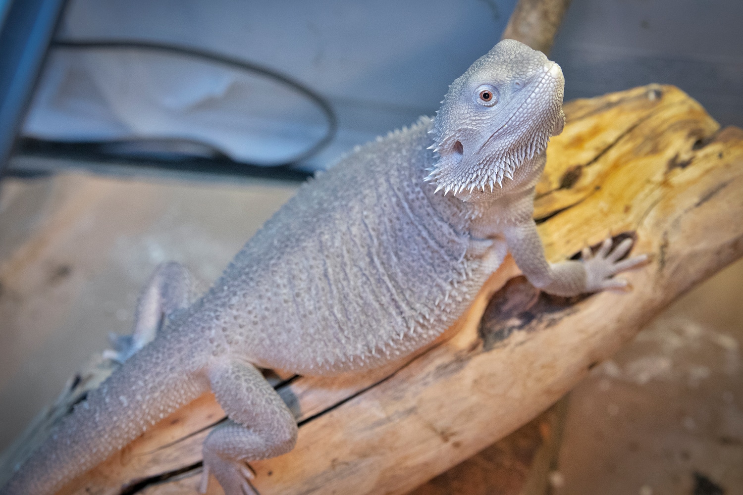 11 Month Old Female Hypo Zero, Possible Het Trans, With Paradox Spots! Central Bearded Dragon by