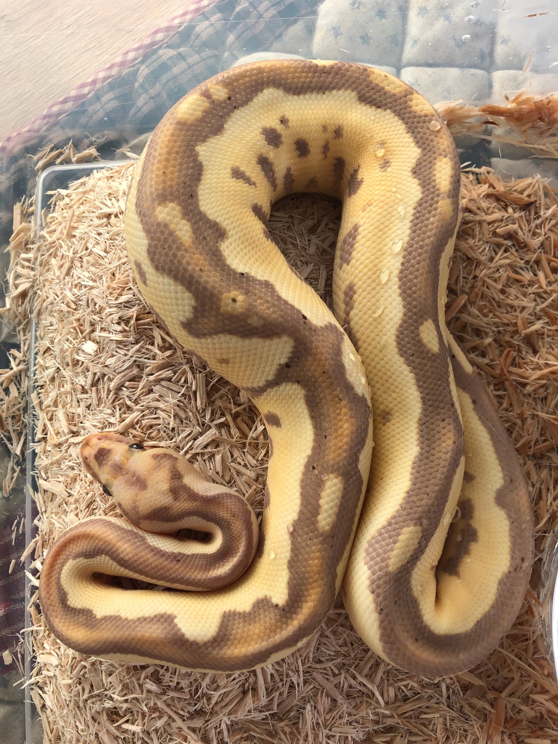 Pastel Banana Leopard Clown Ball Python by Fullsterkur Morphs MorphMarket