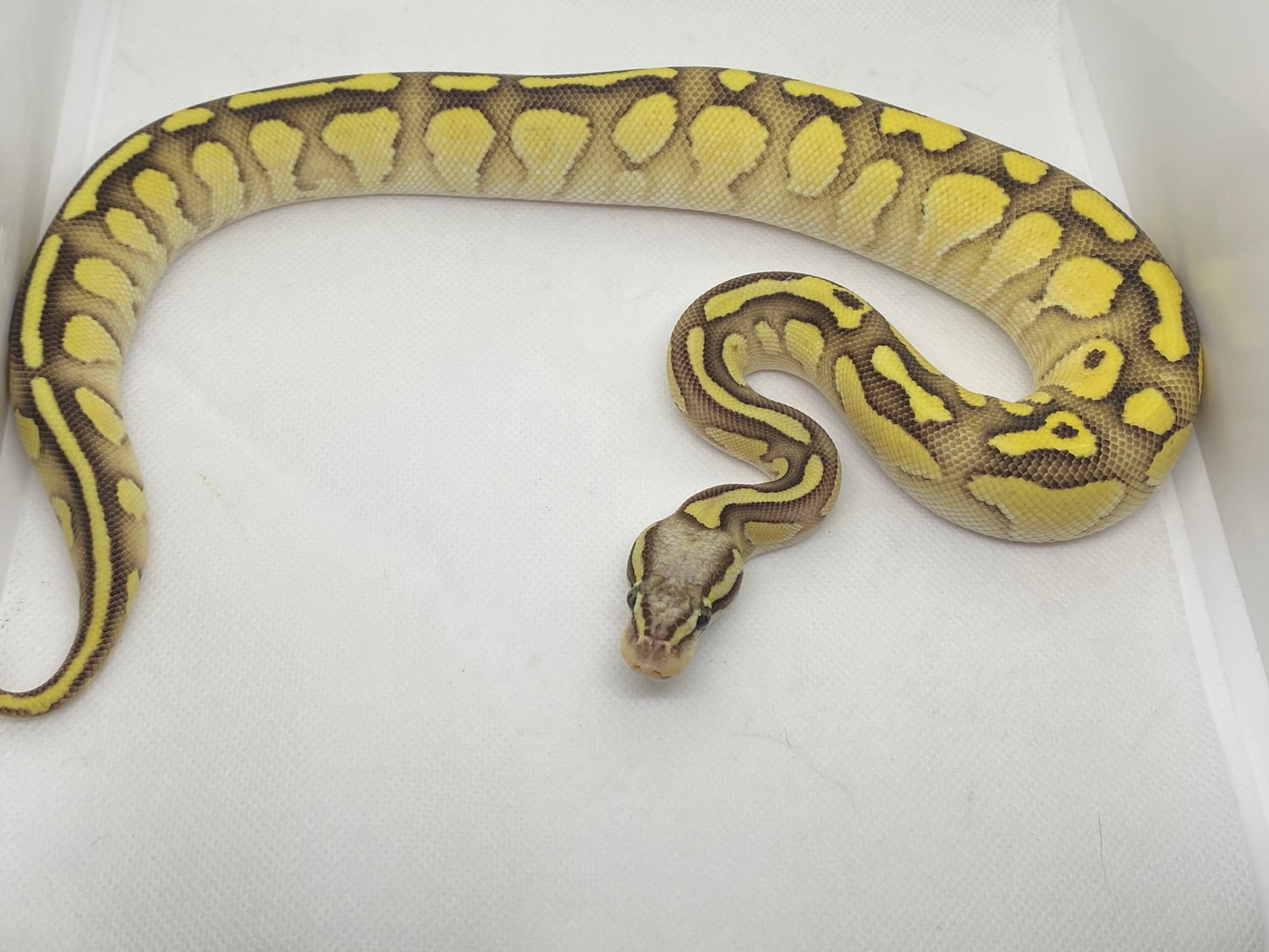 Fire Lesser Pastel Ball Python by Full Throttle Reptiles - MorphMarket