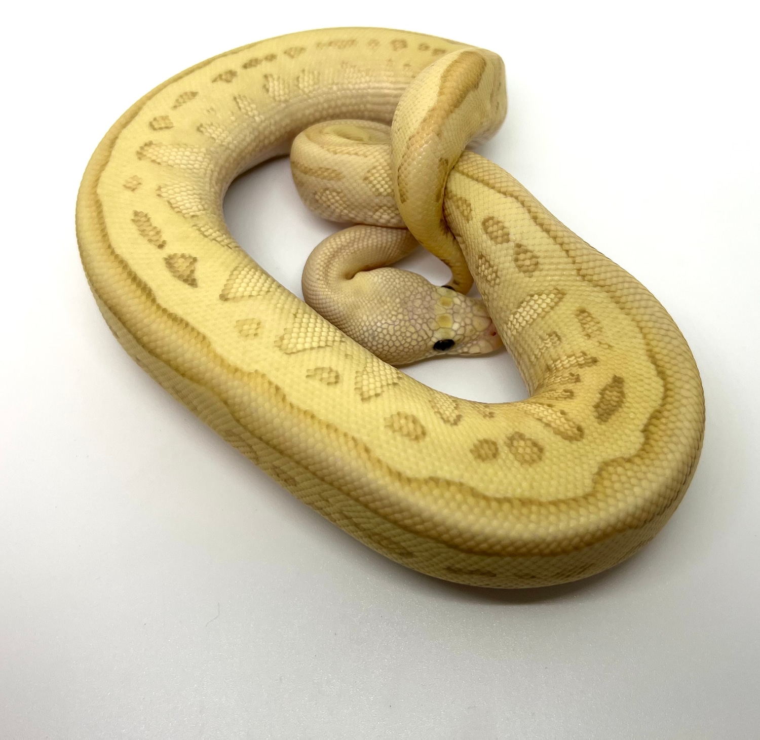 Super Pastel Lesser Leopard Clown Ball Python by Full Throttle Reptiles ...