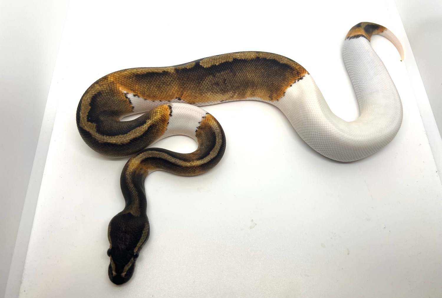 Ghi Pied Ball Python by Full Throttle Reptiles MorphMarket