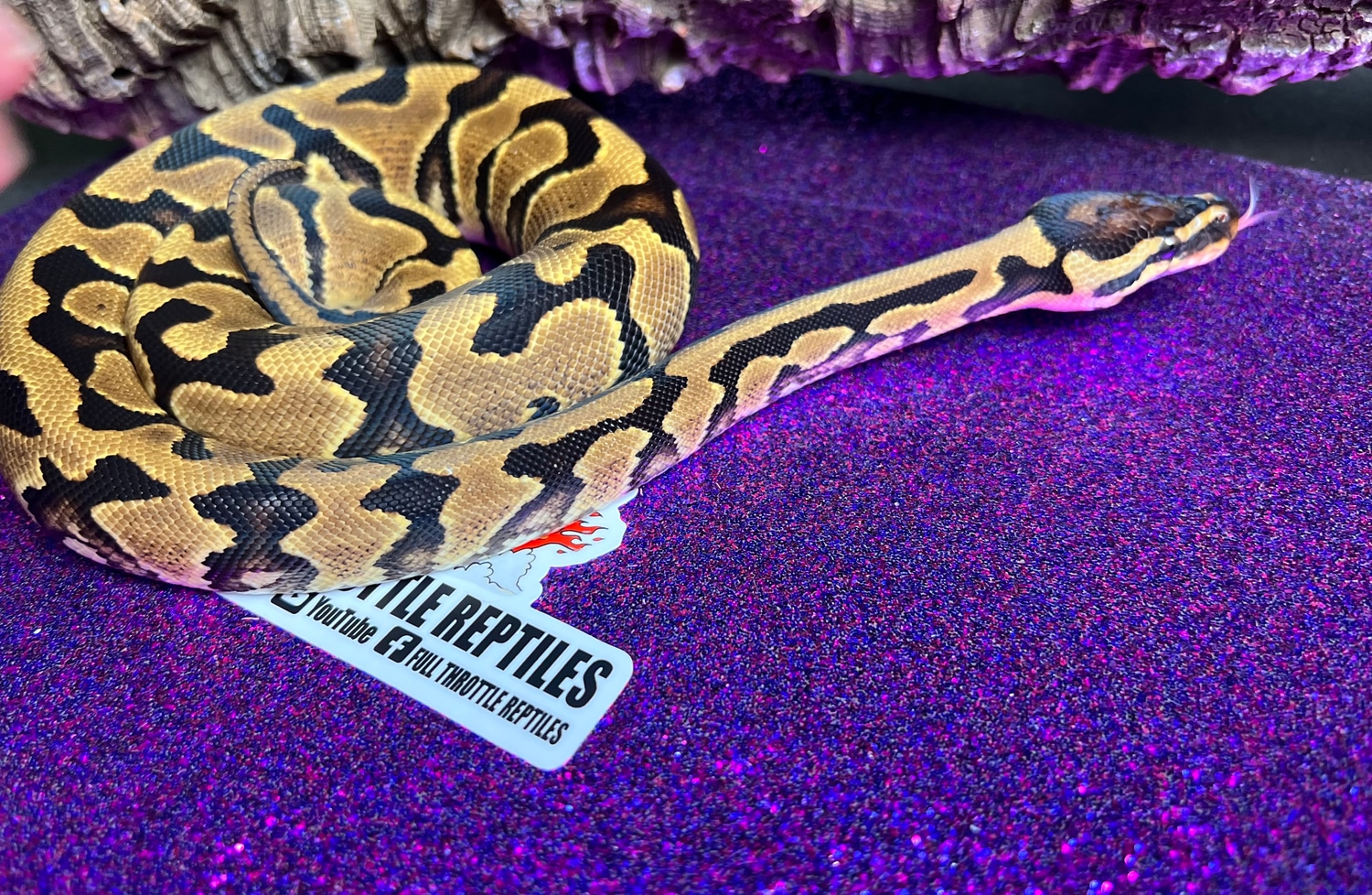 Yellowbelly Blade Het Clown Ball Python by Full Throttle Reptiles