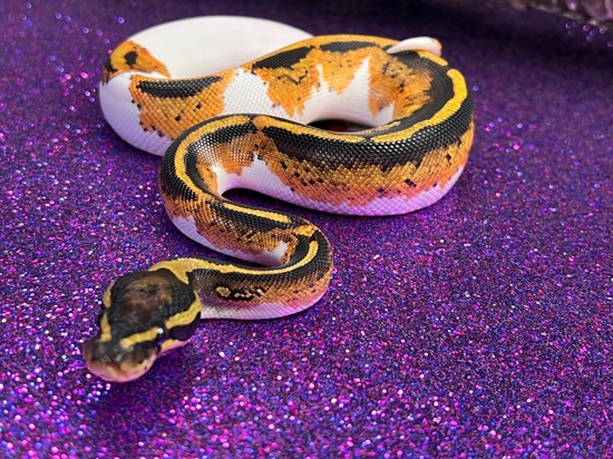 Genex Ball Python Yellowbelly GeneX Pied Ball Python by Full Throttle Reptiles