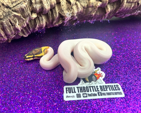 Fire Pied Pos Genex Ball Python by Full Throttle Reptiles