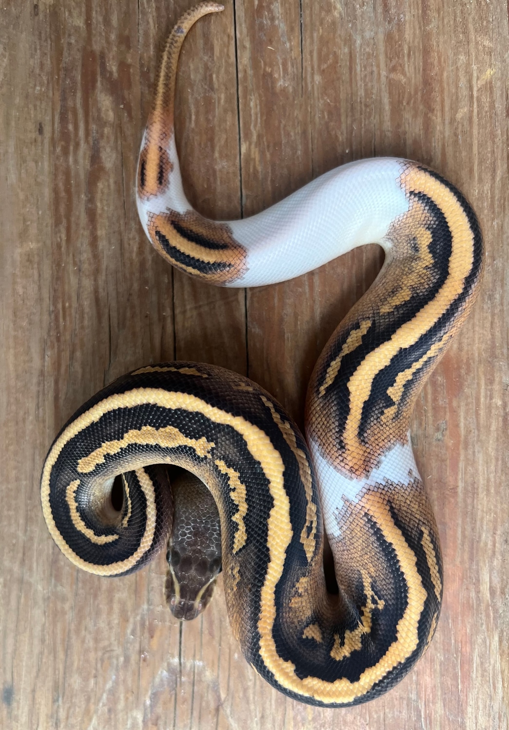 Cinnamon Leopard Yellowbelly Pied Pos GeneX Ball Python by Full ...