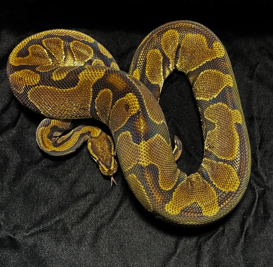 Yellow Belly Proven Breeder Ball Python by Funkytown Exotics