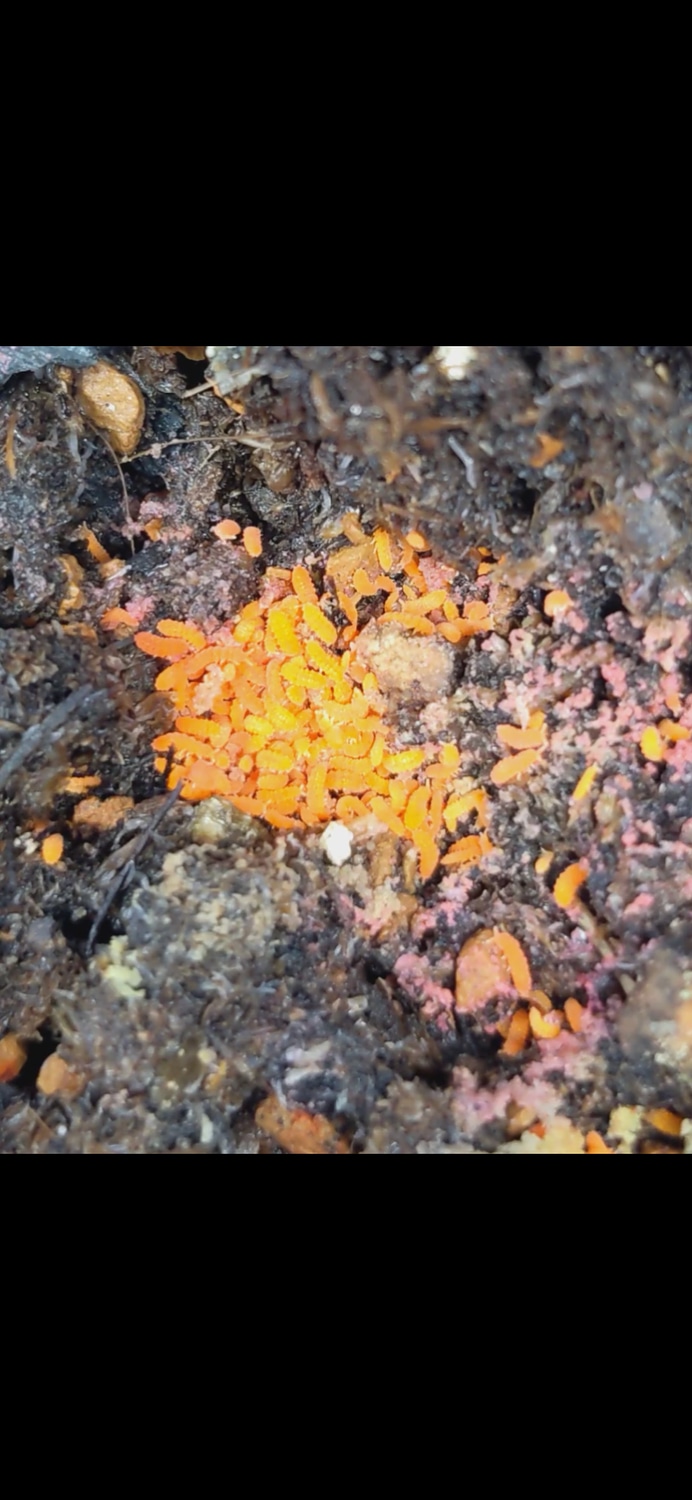 Orange Springtails 25 Count Isopod by Fun Size Reptiles MorphMarket