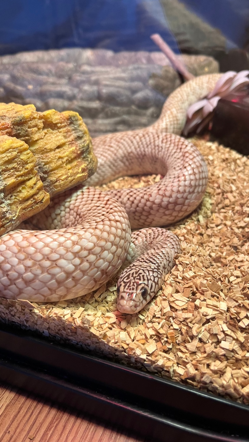 Ghost Jelly Brookski Brooks' Kingsnake by FurgetMeNot Animal Rescue