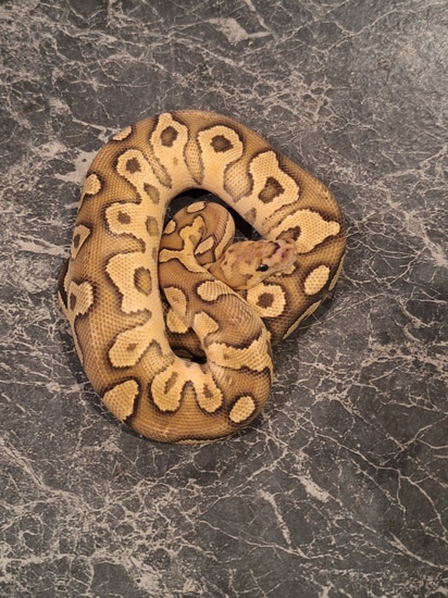 Fire Clown Ball Python by Surreal Serpents