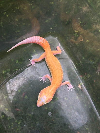 TSF Blood X Red Stripe RAPTOR Leopard Gecko by ReptileAlley