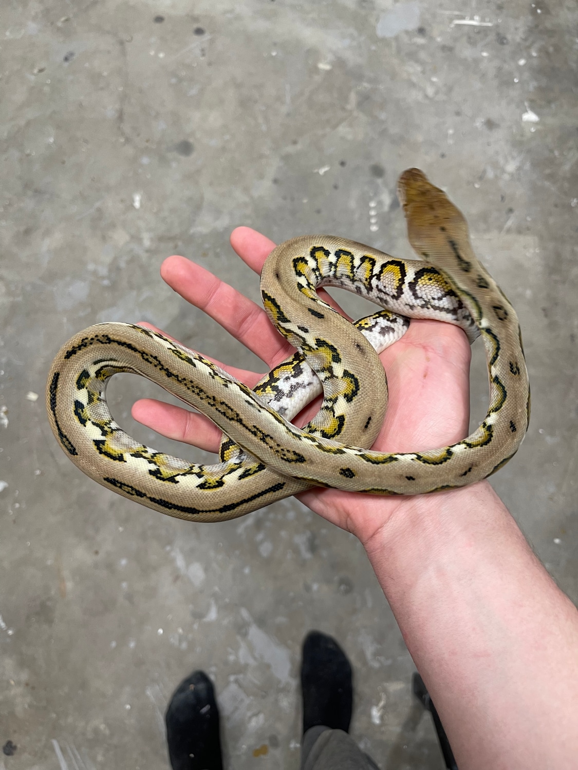 Jag Sunfire Het Purple Reticulated Python by Rock’in Retics & Reptiles ...