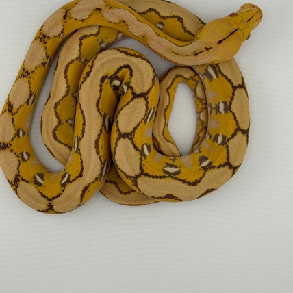 Fruit Basket Reticulated Python