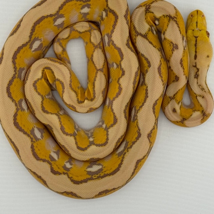 Fruit Basket Reticulated Python