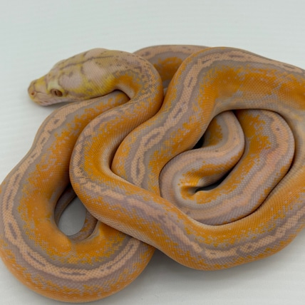 Lavender Motley Sun Aztec Reticulated Python