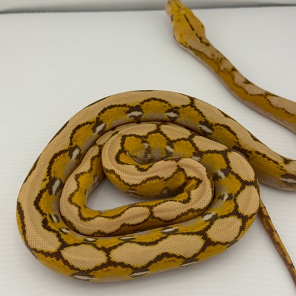 Fruit Basket Reticulated Python