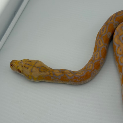 Lavender Sunfire Aztec Reticulated Python