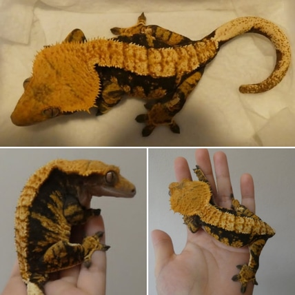Dark Base Orange Harlequin Crested Gecko