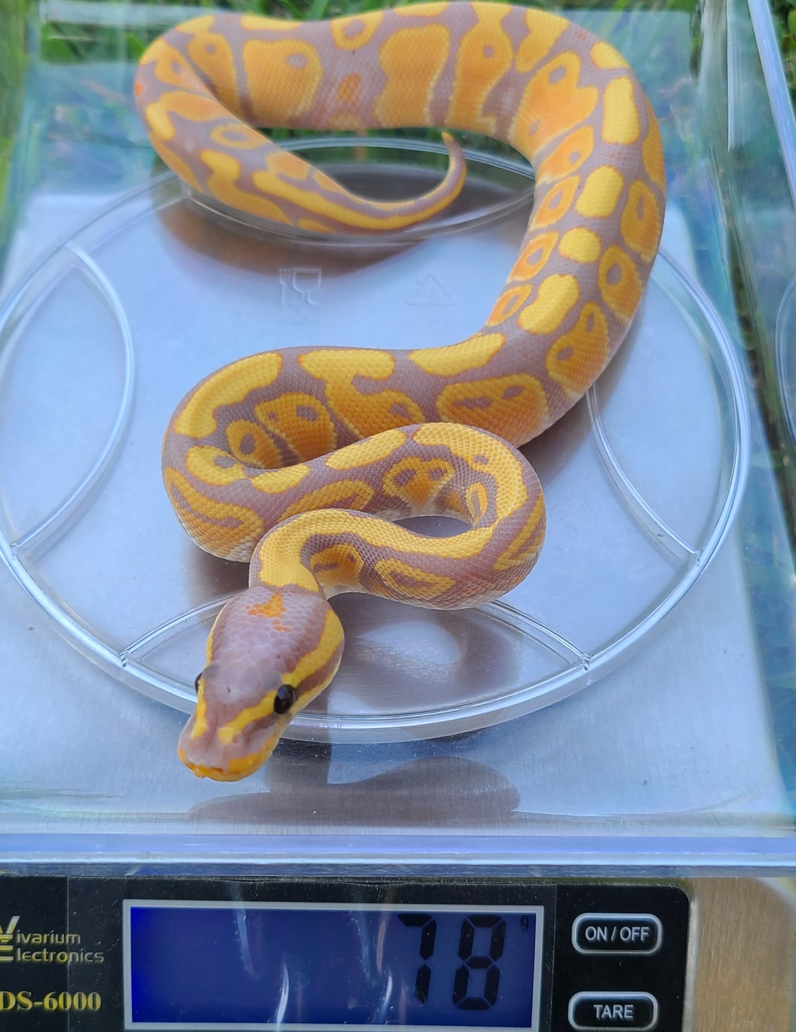 Banana Lemon Pastel Het. Candino Ball Python by Gaia's Wicked Reptiles