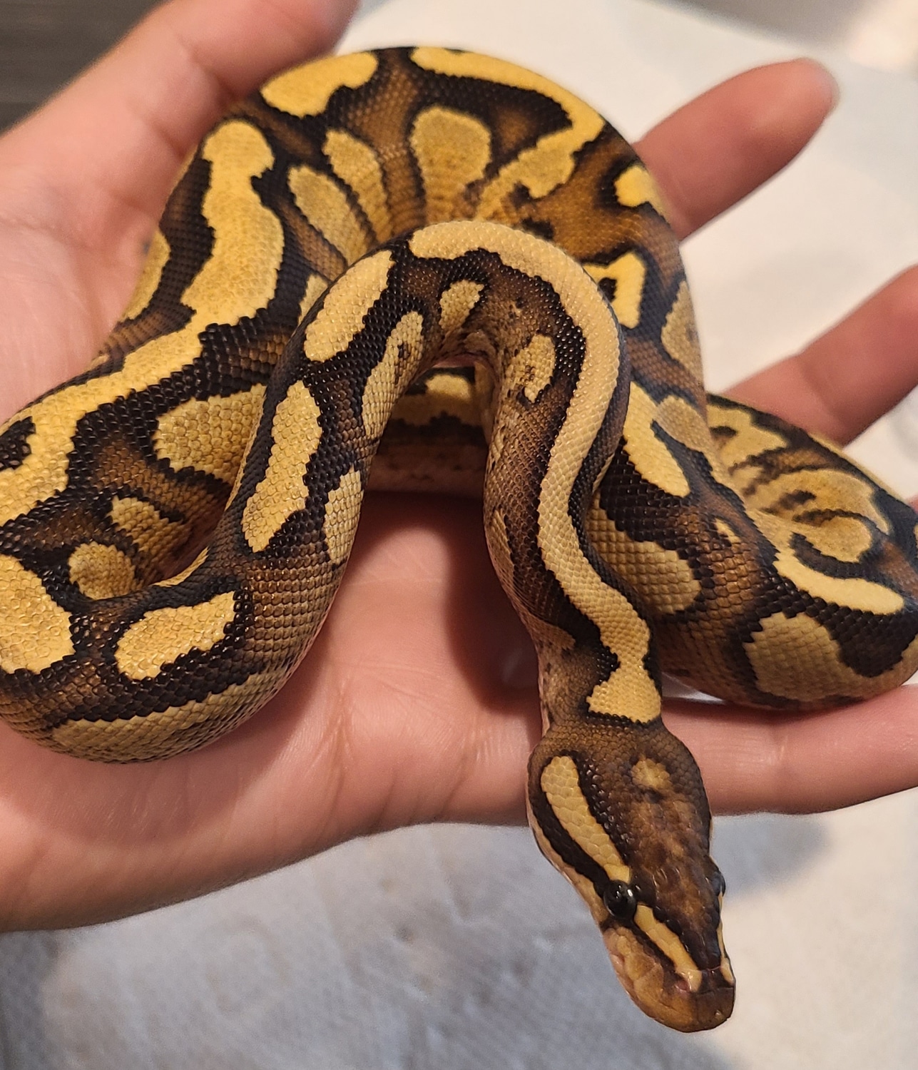 Pastel Super Orange Dream Yellowbelly/Gravel Fire Ball Python by Gaia's ...