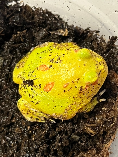 Pikachu Pacman Frog by Gallegos Zoological Supply