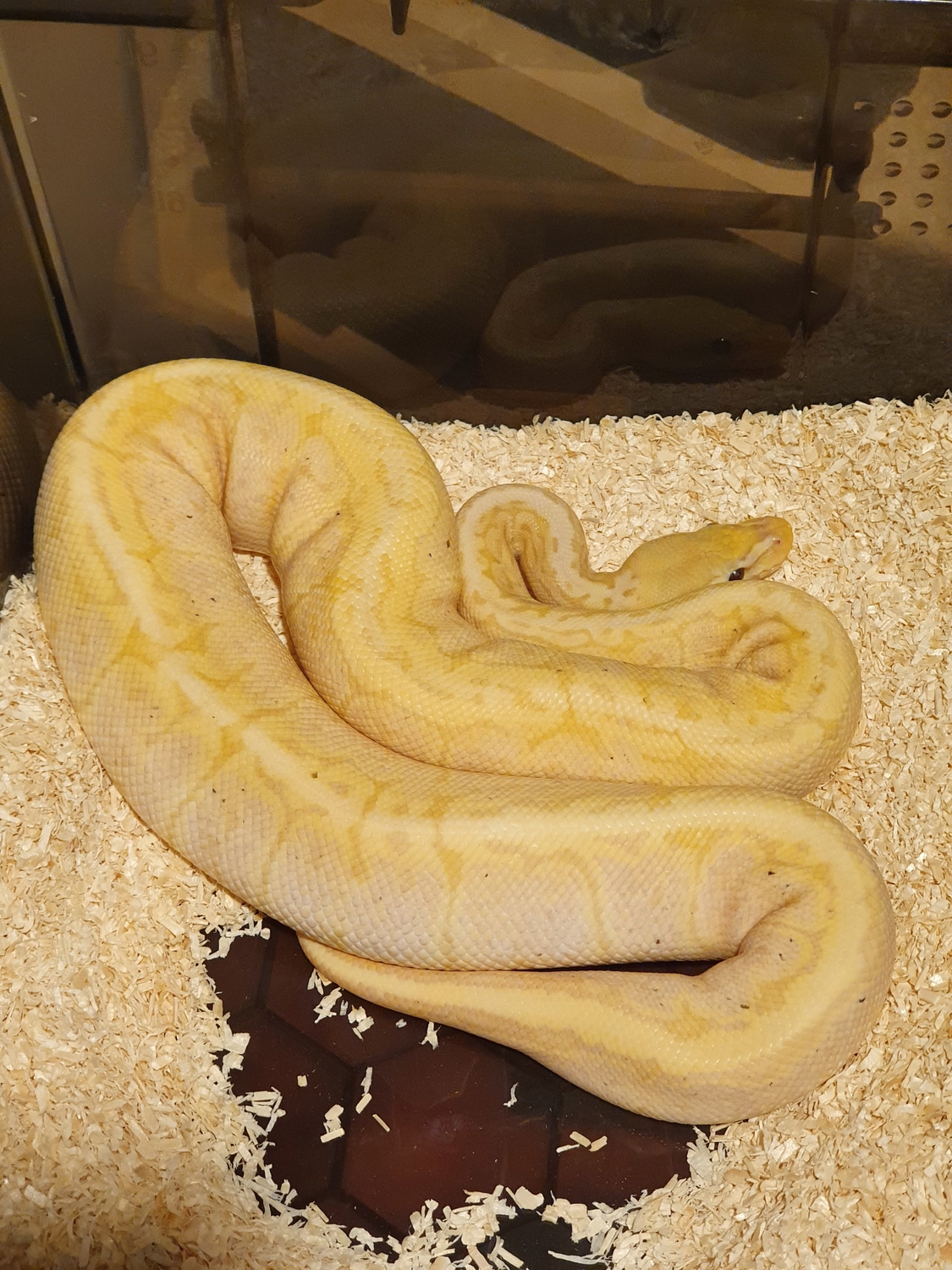 Banana Pastel Pinstripe Ball Python by Gamma Reptiles MorphMarket