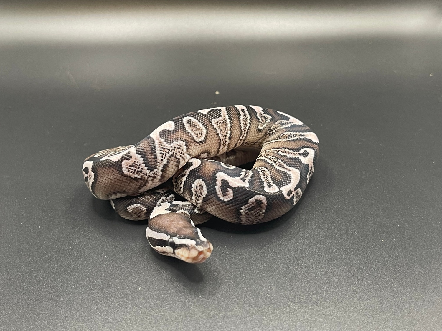 GHI VPI Axanthic Ball Python by Viking Ball Pythons - MorphMarket