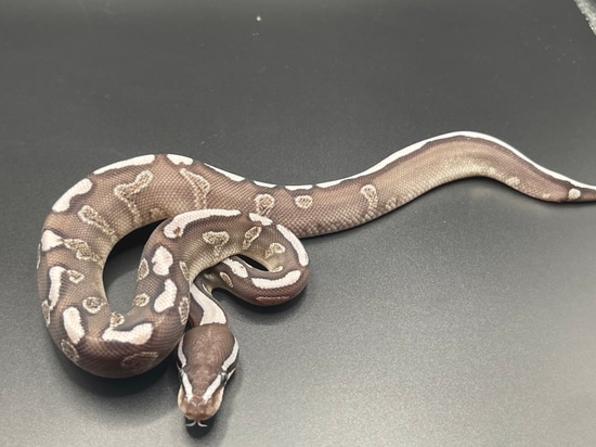 GHI Mojave VPI Axanthic Ball Python by Viking Ball Pythons