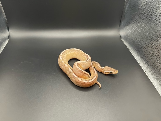 Axanthic VPI Lesser Ball Python by Viking Ball Pythons