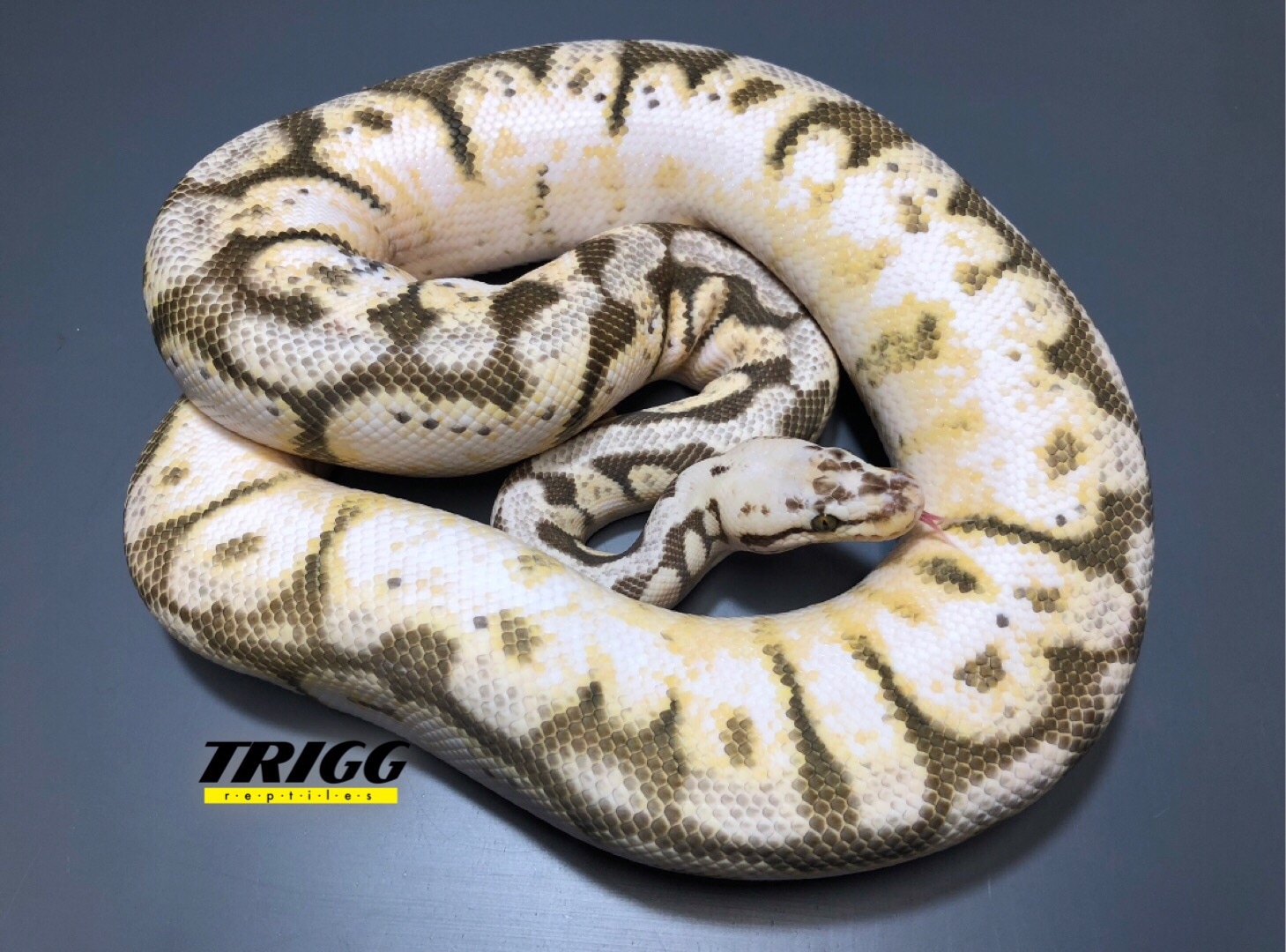 Killer Bee Calico Ball Python by TRIGG Reptiles - MorphMarket