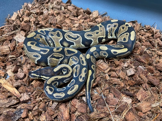 Normal 100% Het Pied Ball Python by TRIGG Reptiles