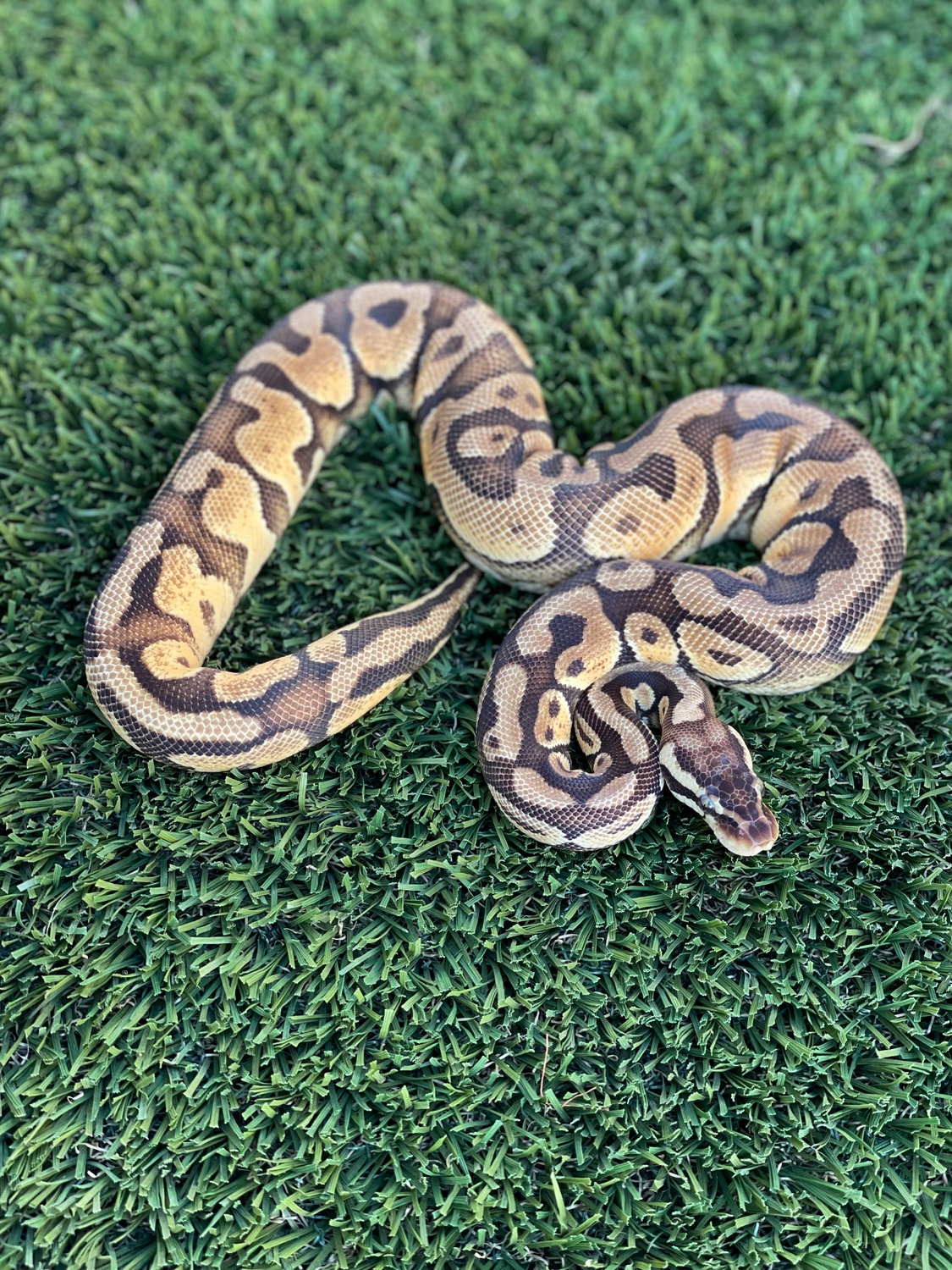 Huffman Enchi Pastel Ph Hypo Ball Python by TRIGG Reptiles - MorphMarket