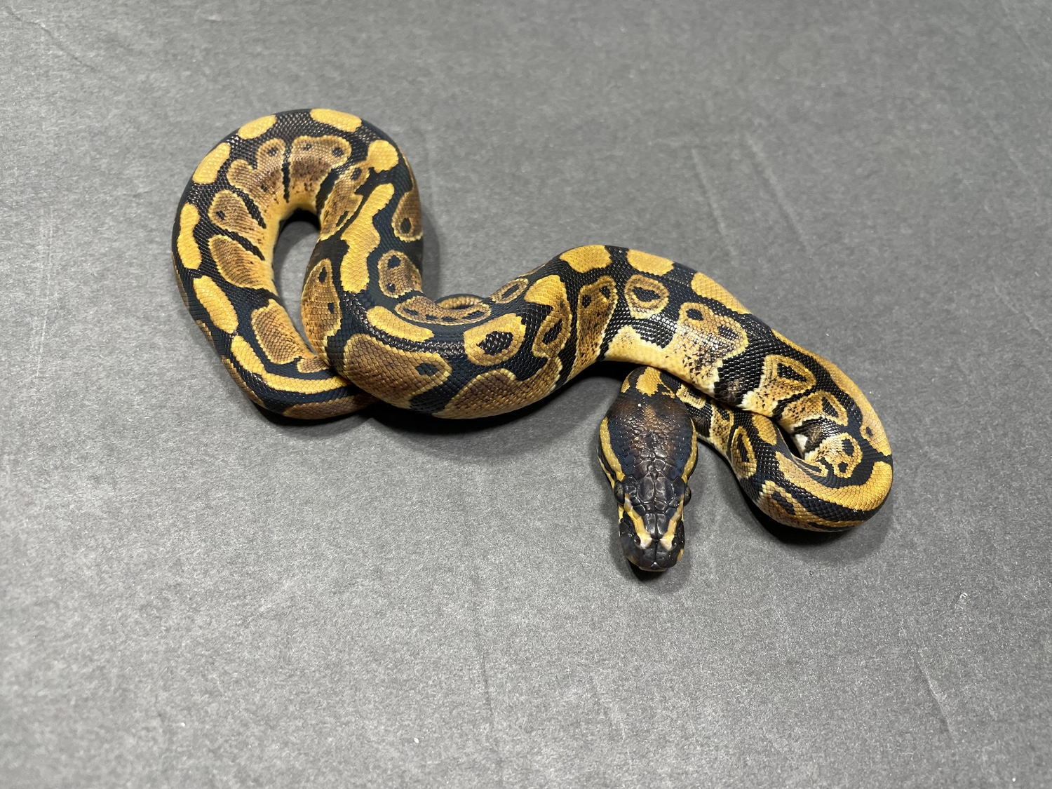 Normal 66% Het Pied Ball Python by TRIGG Reptiles - MorphMarket