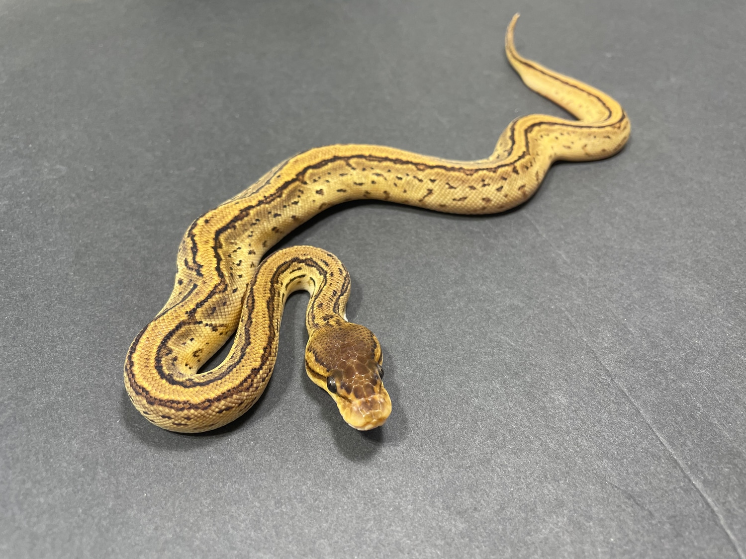 Bongo Orange Dream Pinstripe YB Or Specter Ball Python by TRIGG