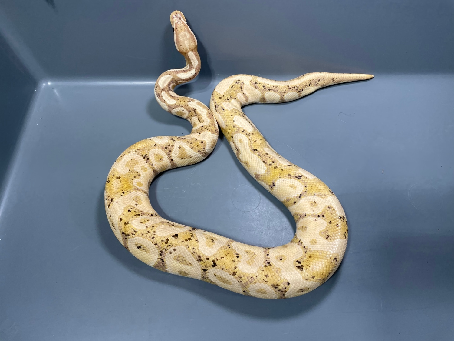 Banana Leopard Pos YB Ball Python by TRIGG Reptiles MorphMarket